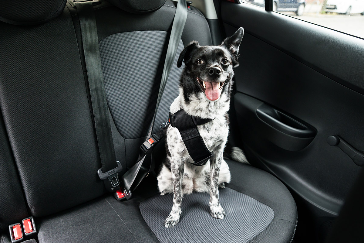 Pets on board a rental car
