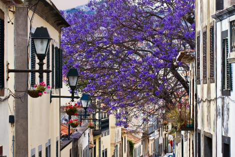 https://static.digitaltravelcdn.com/uploads/1439/promo/FUNCHAL1.png