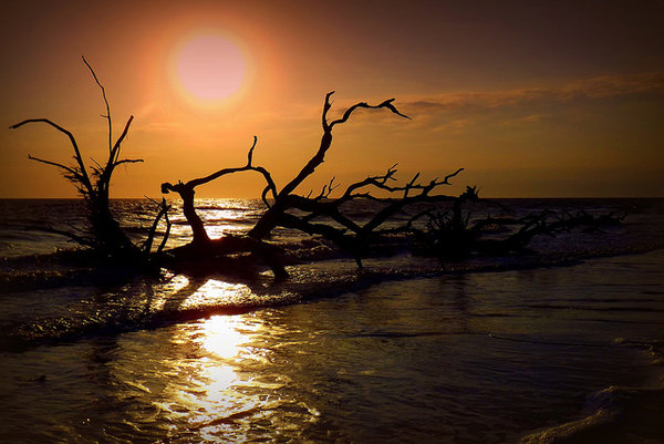 Savannah - beach driftwood