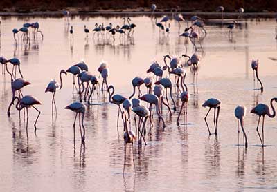 https://static.digitaltravelcdn.com/uploads/428/promo/LARNACA.jpg